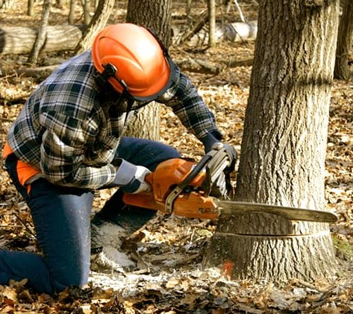 Tree Removal in Burkett, TX